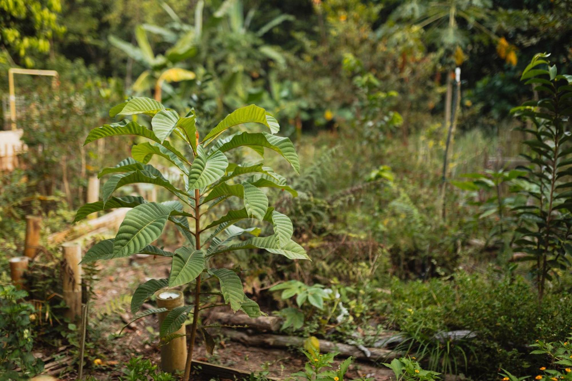 La Ponderosa Reserve Buritaca Eksteriør billede