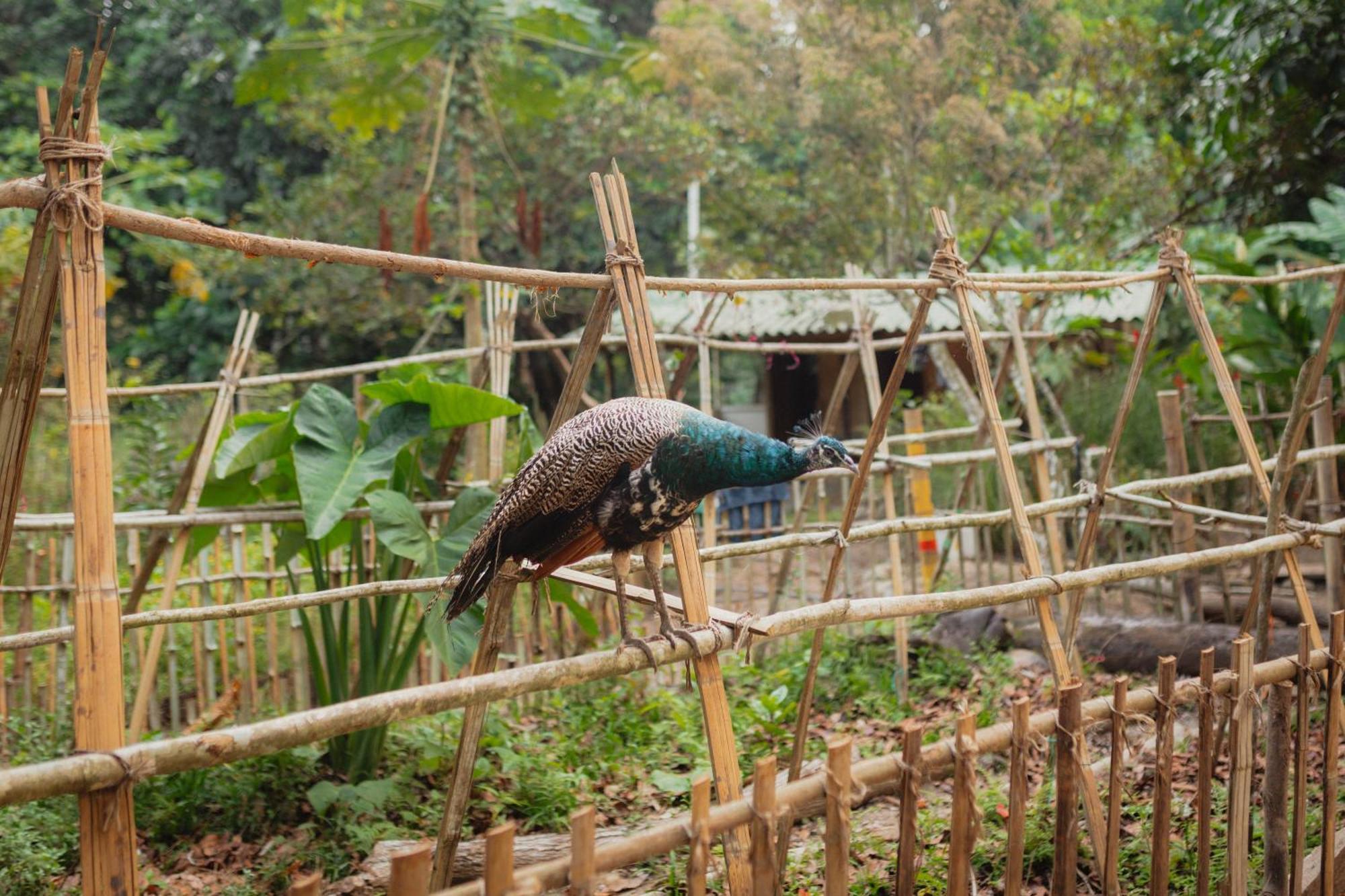 La Ponderosa Reserve Buritaca Eksteriør billede